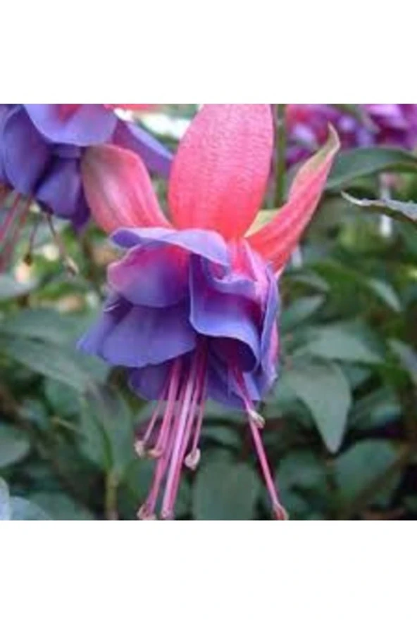 50 Adet Tohum Mavi Küpeli Çiçeği Mezarlık Kabir Çiçeği Saksı Toprak Hediyemiz ürün görseli 1