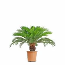 4 Adet Tohum Nadir Bulunan Skas Cykas Palmiye Tohumu Yeni Hasat V - Resim 2