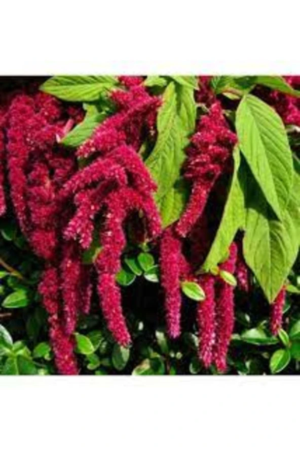 20 Adet Tohum Nadir Kırmızı Tilki Kuyruğu Çiçeği Çiçek Tohumu Hediyelidir ürün görseli 1