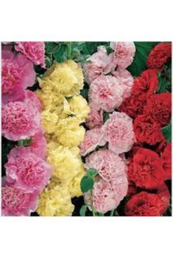 50 Adet Tohum Nadir Hatmi Çiçeği Tohumu Saksı Toprak Hediyelidir ürün görseli 1