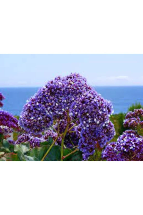 20 Adet Tohum Mavi Deniz Lavanta Çiçeği Mezarlık Kabir Çiçeği Tohumu ürün görseli 1
