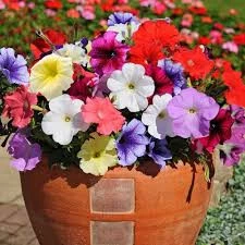 50 Adet Tohum Nadir Karışık Petunya Çiçeği Mezar Kabir Çiçeği Saksı Toprak Hediye