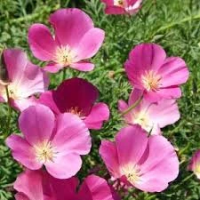 10 Adet Tohum Nadir Bulunan Pembe Acem Borusu Ağaç Sarmaşık Tohum Saksı Topraklı