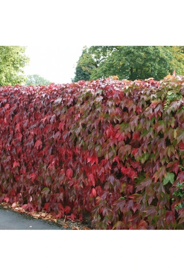100 Adet Tohum Nadir Kırmızı Kurtbağrı Villa Sarmaşık Tohumu Organik Hediye Tohumlu ürün görseli 1