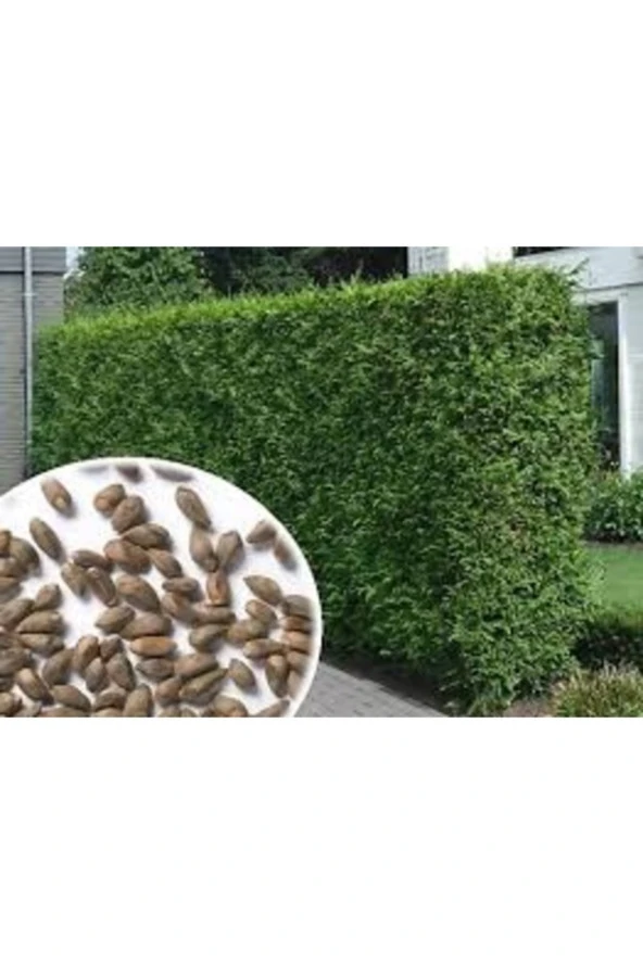 100 Adet Tohum Organik Bahçe Villa Kurtbağrı Sarmaşık Tohumu Hediye Tohumlu ürün görseli 1