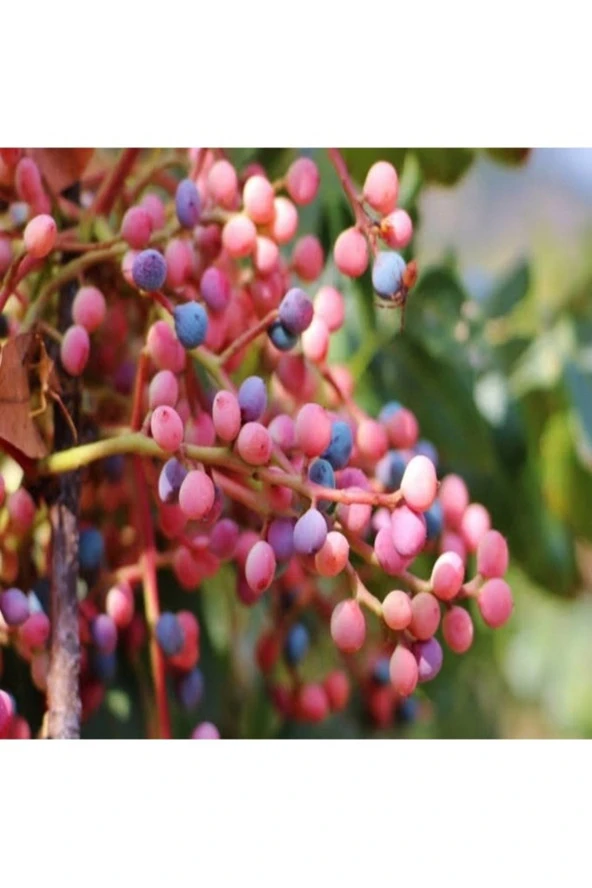 10 Adet Tohum Nadir Sabun Ağaç Ağacı Tohumu Saksı Topraklı ürün görseli 1