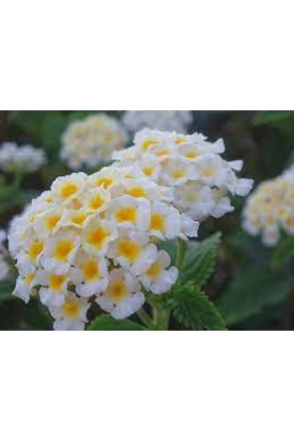 10 Adet Tohum Nadir Bulunan Beyaz Ağaç Minesi Tohum Çiçek Tohumu Hediye Tohumlu ürün görseli 1