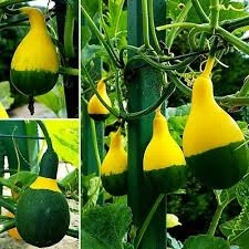 50 Adet Tohum Nadir Japon Sarı Yeşil Süs Kabak Tohumu Saksı Toprak Hediyeli - 2