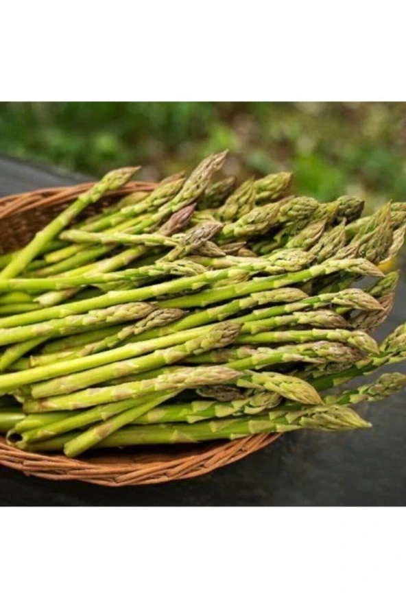 100 Adet Tohum Organik Ithal Kuşkonmaz Tohumu Balkon Saksılık Bahçeli Taze Yeni Hasat Kuşkonmaz Tohu