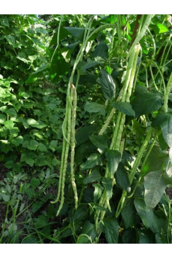 50 Adet Tohum Hobi Bahçe Yeni Mahsül Sürmeli Yerli Acebek Tohumu Hobi Bahçe Tohumlar Hediyeli ürün görseli 1