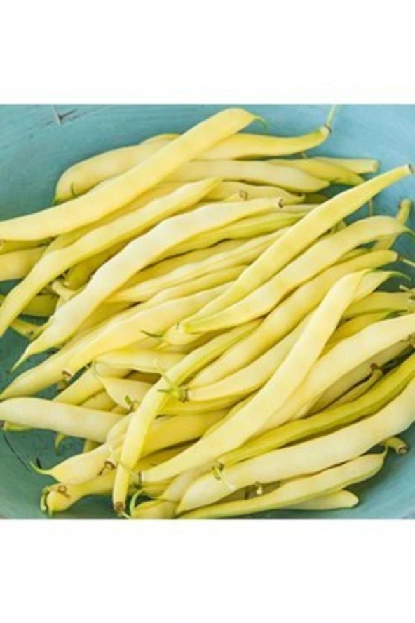 150 Adet Tohum Organik Fasulye Hanımeli Kılçıksız Sarı Fasulye Fasülye Tohumu Hobi Bahçe Turşuluk ürün görseli 1