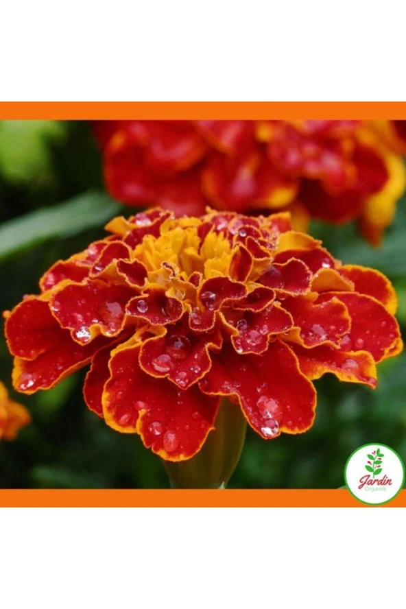 10 Adet Tohum Mis Kokulu Kadife Çiçeği Tohumu Mezarlık Kabristan Kabir Çiçeği Hediye Tohum - 3