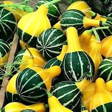 50 Adet Tohum Nadir Japon Sarı Yeşil Süs Kabak Tohumu Saksı Toprak Hediyeli - 3