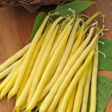 40 Adet Tohum Hobi Bahçe Hanımeli Fasulye Fasülye Tohumu Organik Taze - 2