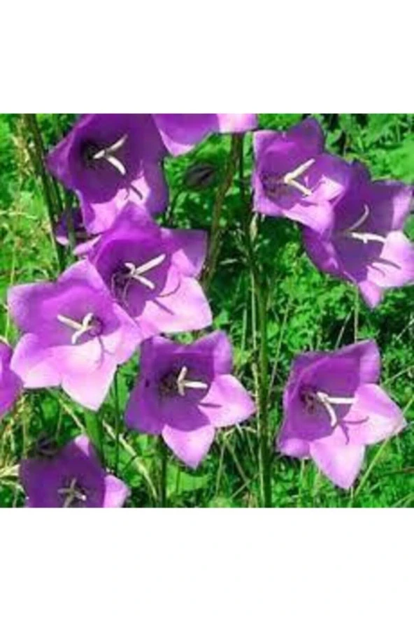 75 Adet Tohum Mezar Çiçeği Çan Kadehi Çiçeği Tohum Hobi Bahçe Balkon Çan Kadeh Çiçeği Saksı Toprak ürün görseli 1