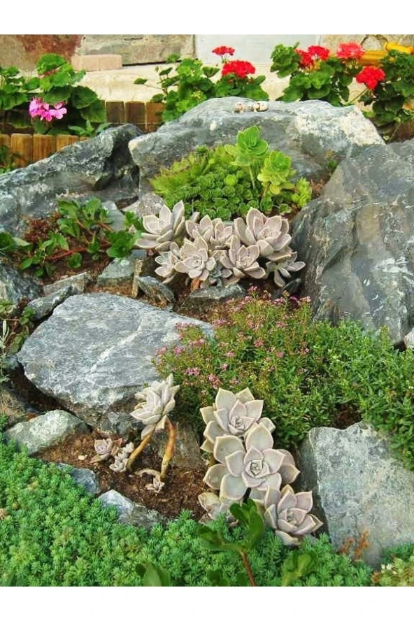 20 Adet Tohum Nadir Kaya Bahçesi Çiçeği Tohumu Organik Tohum Balkon Çiçeği Tohumu Saksı Toprak Hediy ürün görseli 1