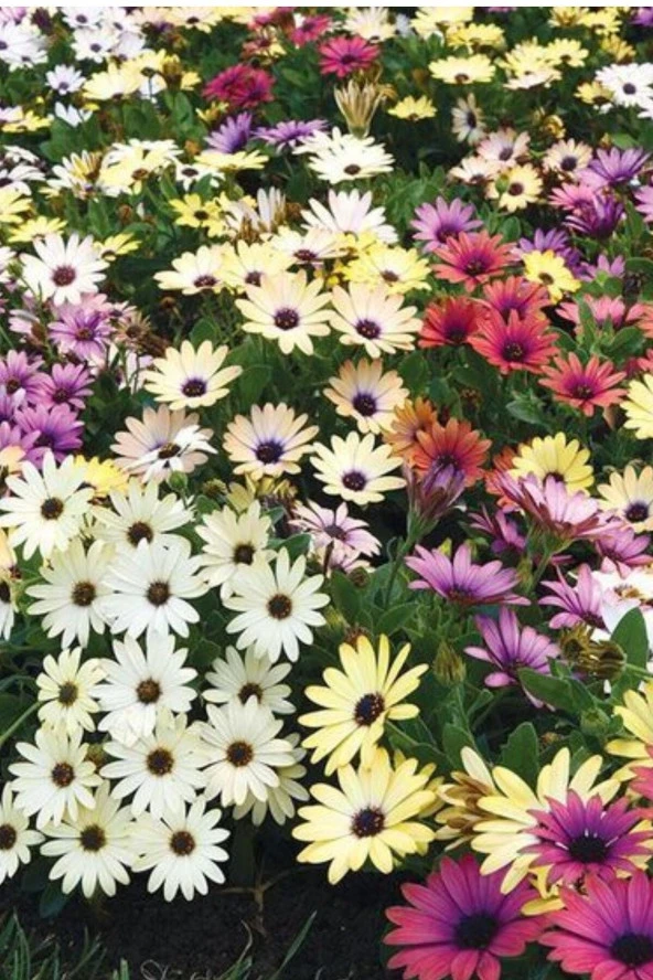 25 Adet Tohum Organik Karışık Renkli Bodrum Papatyası Hobi Bahçe Balkon Çiçeği Tohum Saksı Topraklı ürün görseli 1