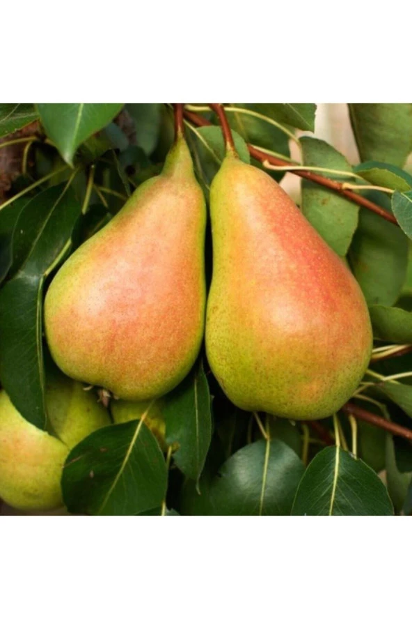 5 Adet Tohum Organik Bal Armut Tohumu Al Yanak Armut Tohumu Hobi Bahçe Saksı Toprak Hediye ürün görseli