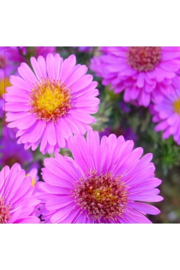 35 Adet Tohum Organik Hobi Bahçe Organik Yeni Hasat Dilber Kirpiği Çiçek Tohumu Balkon Çiçek Tohum ürün görseli 1