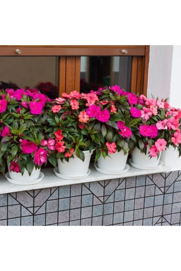 30 Adet Tohum Organik Bahçe Saksılık Cam Güzeli Çiçeği Tohumu Hobi Çiçekler Saksı Topraklı ürün görseli 1