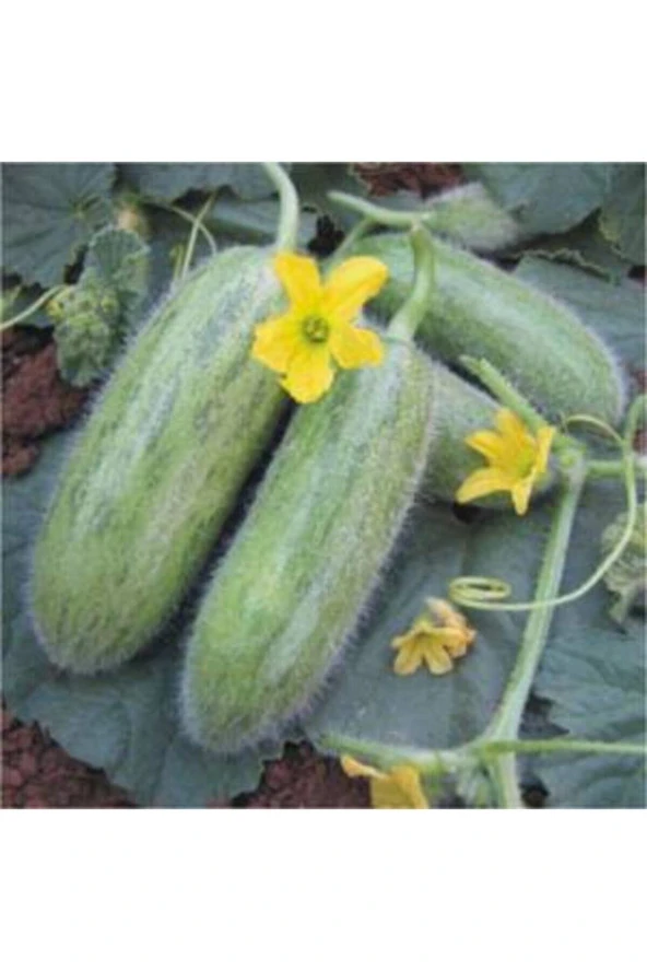 75 Adet Tohum Lezzetli Salatalık Tüylü Organik Badem Tüylü Salatalık Hobi Bahçe Balkon Salatalığı To ürün görseli 1