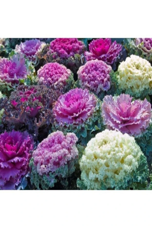 20 Adet Tohum Organik Bahçe Karışık Renkli Nadir Süs Lahanası Çiçeği Tohumu Hobi Bahçe Lahana Çiçeği