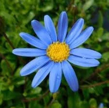 50 Adet Tohum Organik Japon Mavi Papatya Tohumu Orjinal Tohum Saksı Toprak Hediyemiz - Resim 3