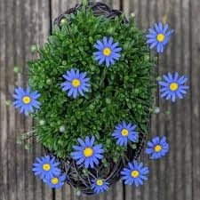 50 Adet Tohum Organik Japon Mavi Papatya Tohumu Orjinal Tohum Saksı Toprak Hediyemiz - Resim 2