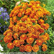 100 Adet Tohum Organik Bahçe Kadife Çiçeği Tohumu Mis Kokulu Köy Çiçeği Tohumu Mezarlık Çiçeği Tohum - 2