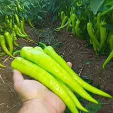 50 Adet Tohum Tatlı Çarliston Biberi Tohumu Organik Hobi Bahçe Çarli Biber Çarliston Biber Saksı Top