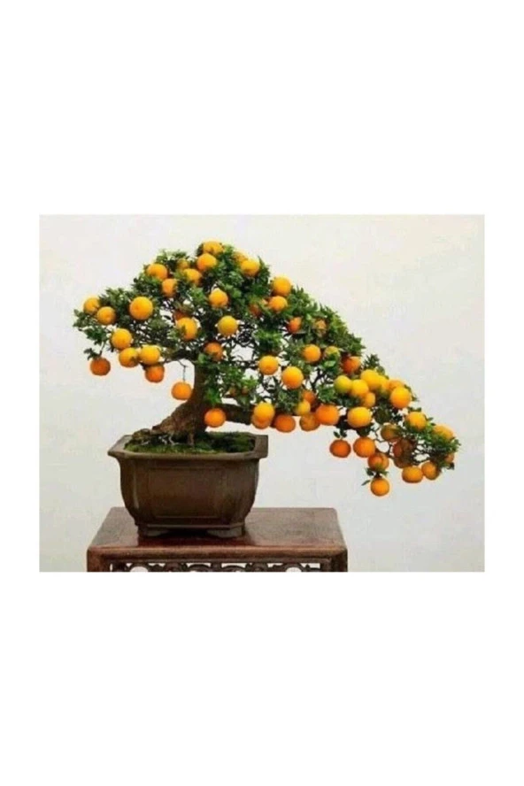 5 Adet Tohum Organik Bahçe Şeker Pare Kayısı Bonsai Ağaç Tohumu Saksılık Saksı Toprak Hediye