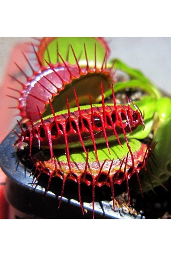 10 Adet Tohum Organik Saksılık Tropikal Etobur Etçil Sinek Kapan Sinek Çiçeği Tohumu Saksı Topraklı