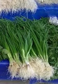 200 Adet Tohum Organik Orjinal Yeşil Roka Tohumu Yeni Mahsul Tohum Saksılık Bahçelik Saksı Toprak - 3