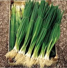 200 Adet Tohum Organik Orjinal Yeşil Roka Tohumu Yeni Mahsul Tohum Saksılık Bahçelik Saksı Toprak - 2