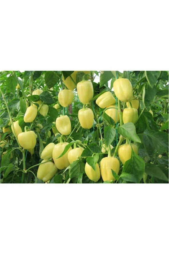 20 Adet Tatlı Beyaz Dolmalık Kalifornia California Biberi Tohumu Organik Bahçe Saksı Toprak ürün görseli 1