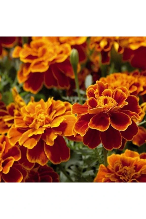 20 Adet Tohum Organik Kokulu Kadife Çiçeği Tohumu Mezarlık Kabir Çiçeği Tohumu Saksı Toprak Hediye ürün görseli 1