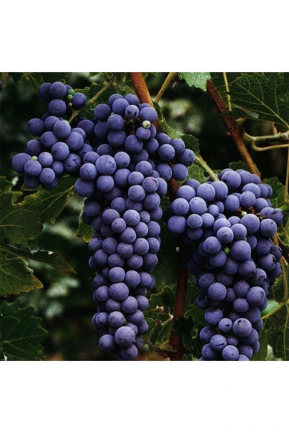 20 Adet Tohum Organik Üzüm Tohumu Adana Pozantı Siyah Bal Üzüm Tohumu Saksı Toprak Hediye ürün görseli