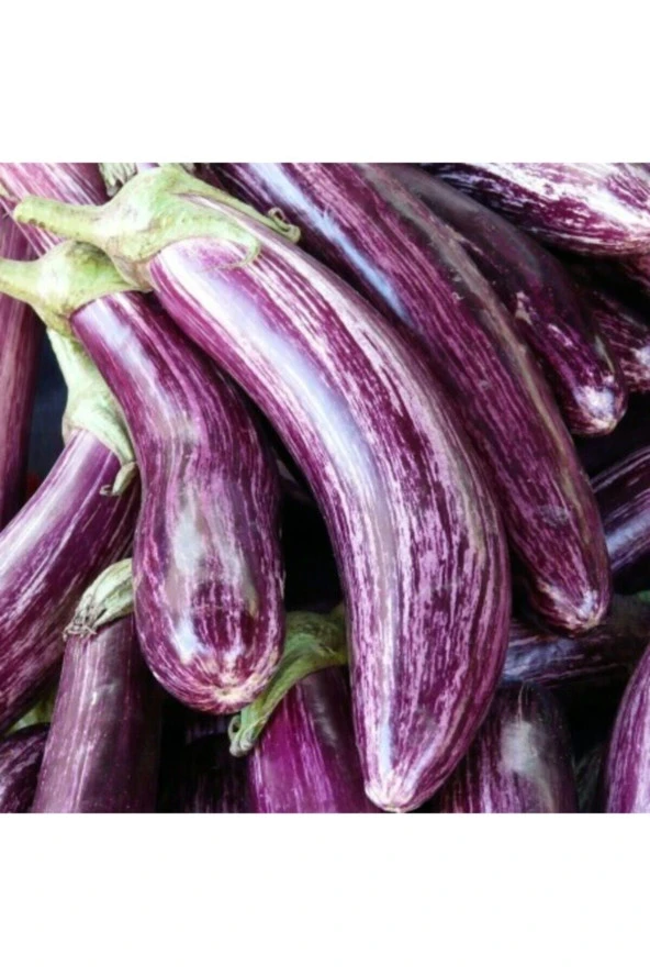 100 Adet Tohum Alaca Kemer Patlıcanı Patlıcan Tohum Organik Sürpriz Hediyeli ürün görseli 1