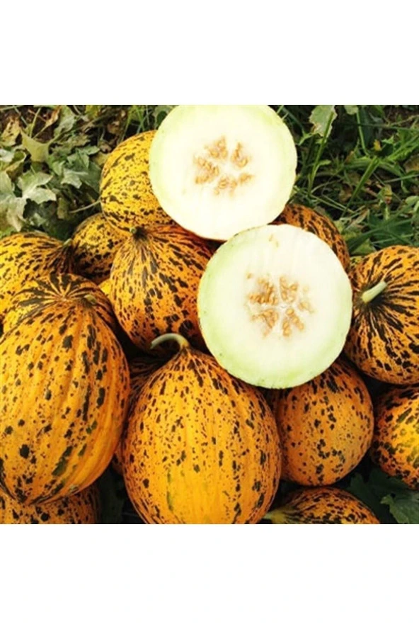 30 Adet Tohum Organik Bahçe Kırkağaç Bal Kavun Tohumu Yerli Ata Tohum Organik Hediye Tohumlu ürün görseli