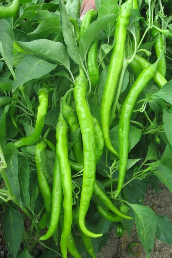 50 Adet Tohum Acı Sivri Demre Biber Tohumu Organik Bahçe Saksılık Biber Saksı Toprak Hediyemiz ürün görseli 1