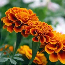 50 Adet Tohum Organik Bahçe Kokulu Kadife Çiçeği Çiçek Tohumu Mezarlık Çiçeği Saksı Toprak Hediye ürün görseli 1