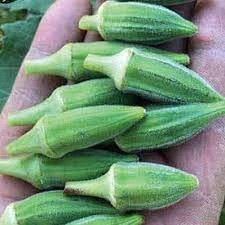 50 Adet Tohum Uzun Tip Hobi Balkon Bamyası Adana Yerli Bamya Tohumu Sürpriz Hediye - Resim 2