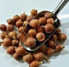 200 Adet Tohum Nadir Kıska Soğan Tohumu Yeni Hasat Tohum Hobi Bahçe Kıskası Yerli Soğan Hediye Tohum ürün görseli 1