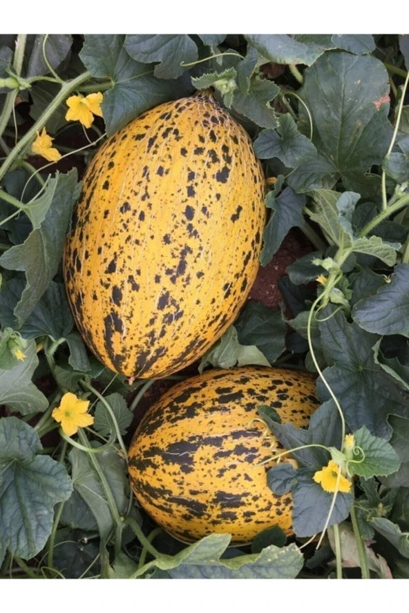 10 Adet Tohum Organik Kırkağaç Kırk Ağaç Konya Karı Bal Kavun Tohumu Yeni Mahsul Tohum ürün görseli