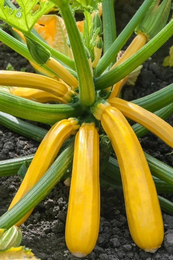 5 Adet Tohum Organik Yeni Mahsül Mahsul Sarı Köy Kabağı Ata Yadigarı Tohum Saksı Toprak Hediyeli ürün görseli 1