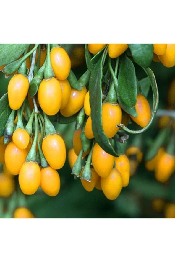 15 Adet Tohum Yeni Sezon Organik Sarı Goji Berry Tohum Yeni Mahsül Kilo Verdirici Goji Berry Hotum