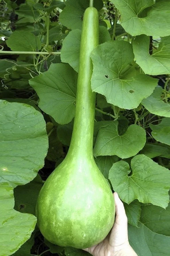 25 Adet Tohum Organik Bahçe Yeni Hasat Köy Kabağı Lif Kuru Kabak Tohumu Sürpriz Hediye Tohumlu ürün görseli 1