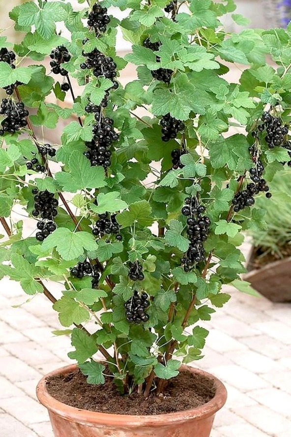 15 Adet Organik Tohum Yeni Sezon Saksılık Balkon Bitkisi Frenk Siyah Üzüm Tohumu Saksı Toprak ürün görseli 1