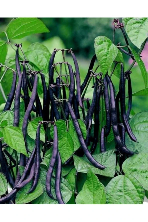 30 Adet Tohum Organik Bahçe Siyah Taze Fasulye Fasülye Tohumu Organik Tarla Köy Biberi Hediye Tohum ürün görseli 1