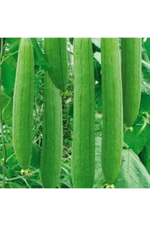 200 Adet Tohum Bol Verim Organik Lif Kabağı Tohumu Orjinal Taze Balkon Bahçe Kaliteli Bol Lif Kabak ürün görseli 1